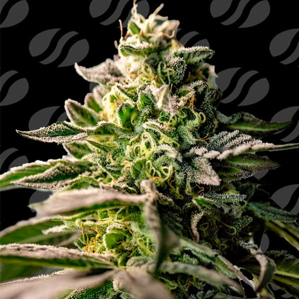 Zingatsu > Original Sensible Seeds | Feminized Cannabis   |  Hybrid
